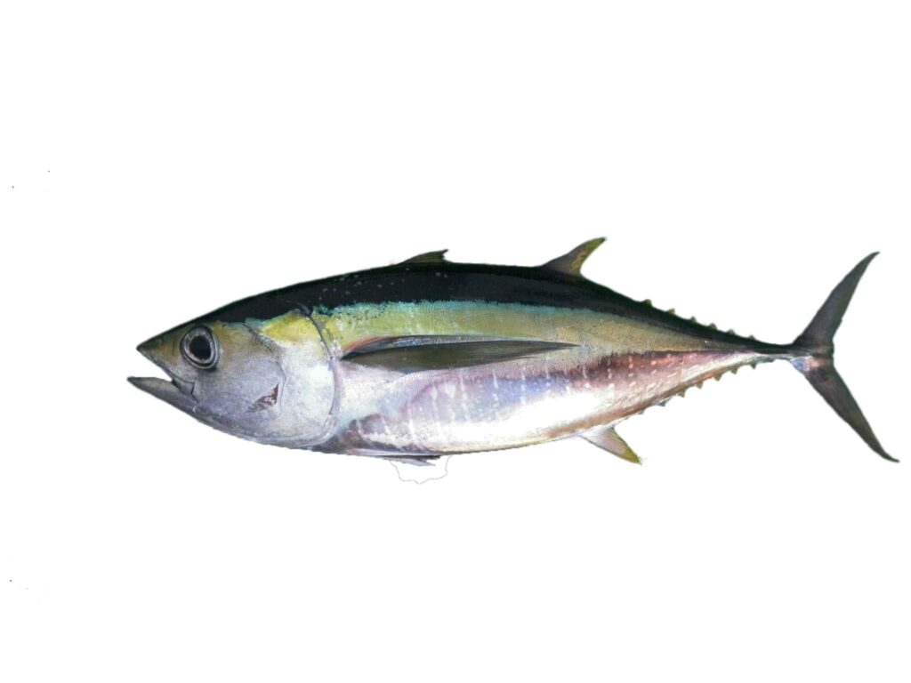 Hugues Evano (IFREMER, Délégation océan Indien (DOI), Département Ressources Biologiques et Environnement (RBE), F-97420 Le Port, France), CC BY 4.0 , via Wikimedia Commons